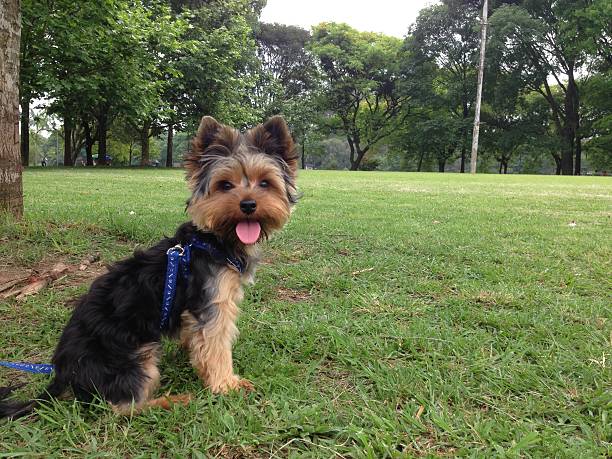 Yorkshire Terrier at a park