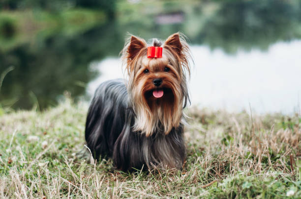 Yorkshire terrier with groomed and combed long hair standing on grass near water.