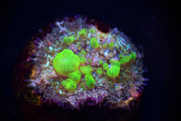 close up photo of green bounce mushroom coral