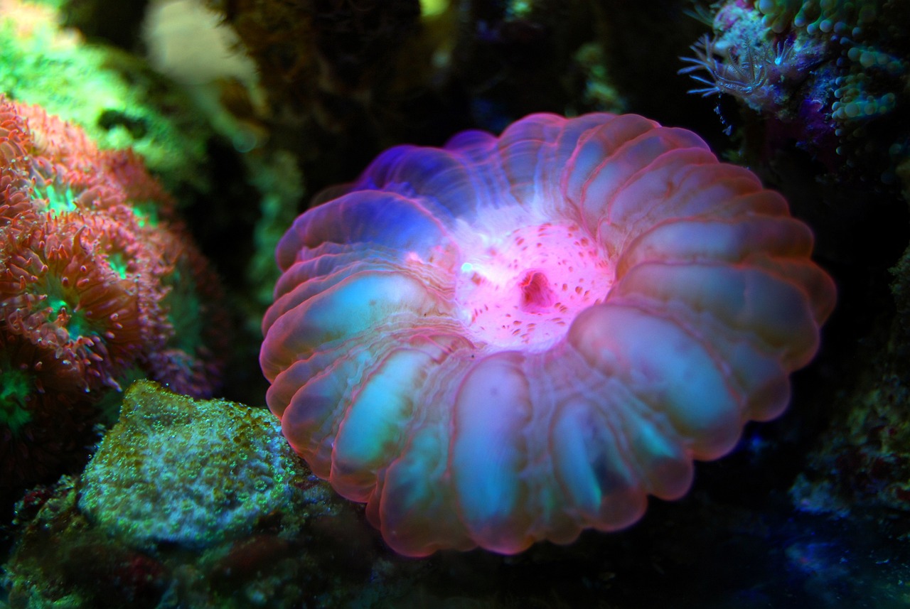 Cynarina Coral for Zooxanthellae article
