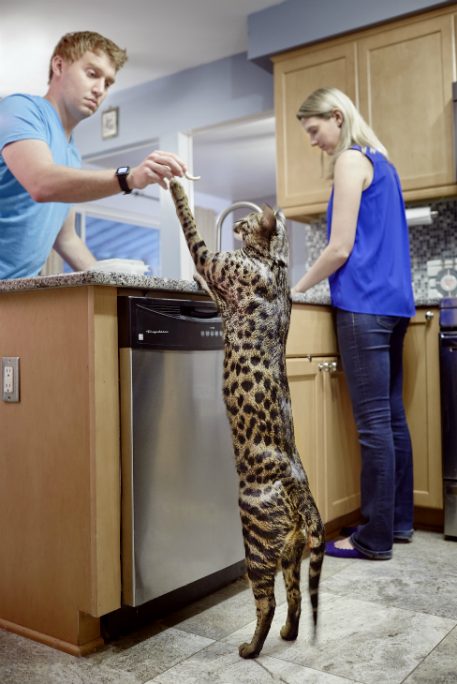 Arcturus Savannah cat tallest cat guinness world record holder