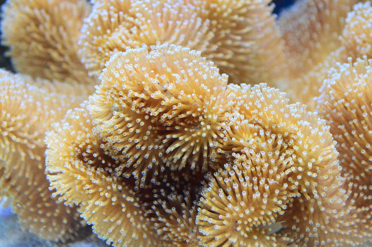 Best coral food 2023 featured image