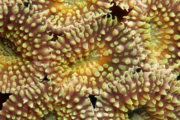 Favia coral close up macro view