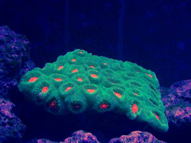 Favia Coral green with orange mouth