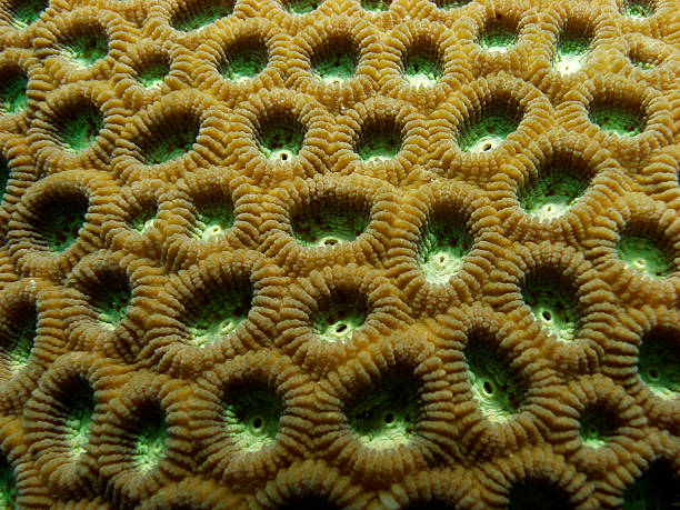 Favia Coral Colony