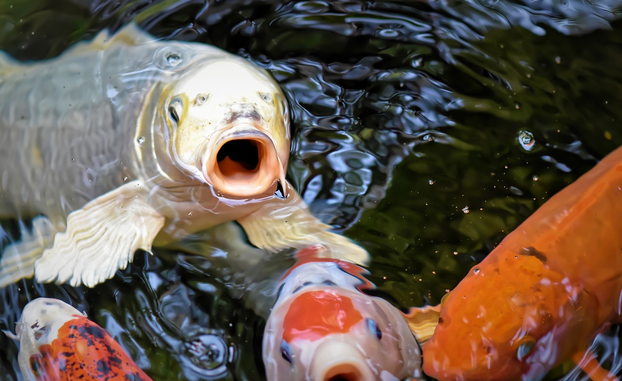 Koi fish with big lips