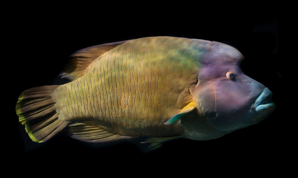 Humphead Wrasse Fish with big lips