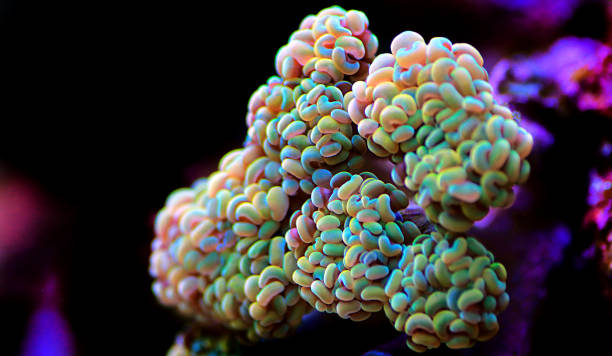 Rainbow Hammer Coral
