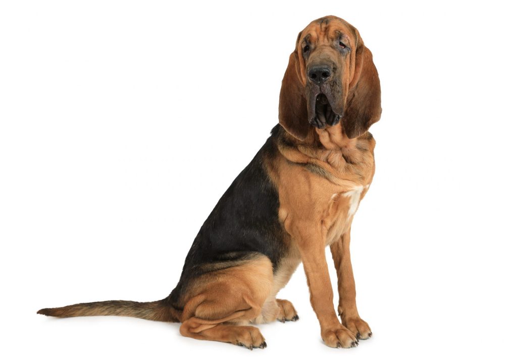 Bloodhound dog isolated on white background