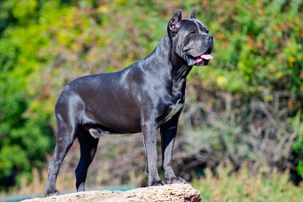 Black Cane Corso on a rock ledge looking out at something