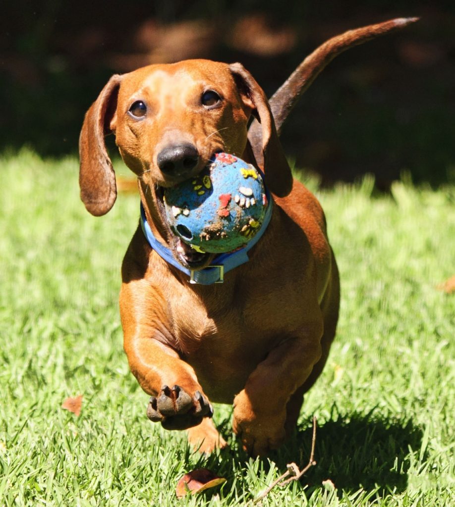 Dachshund happily running toward the camera with a ball