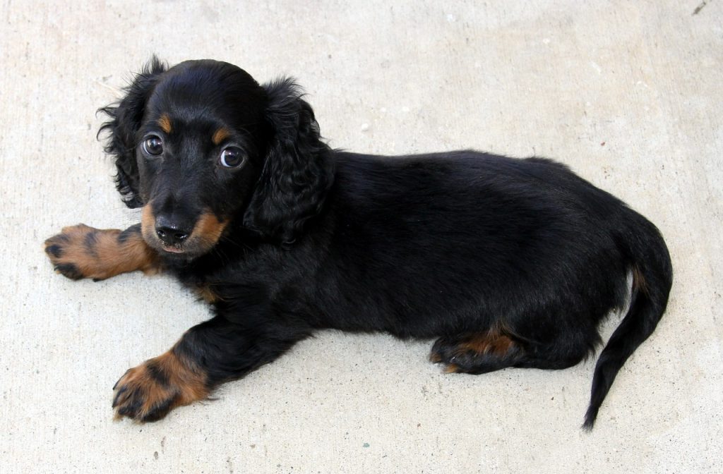 Long haired Dachshund puppy laying down