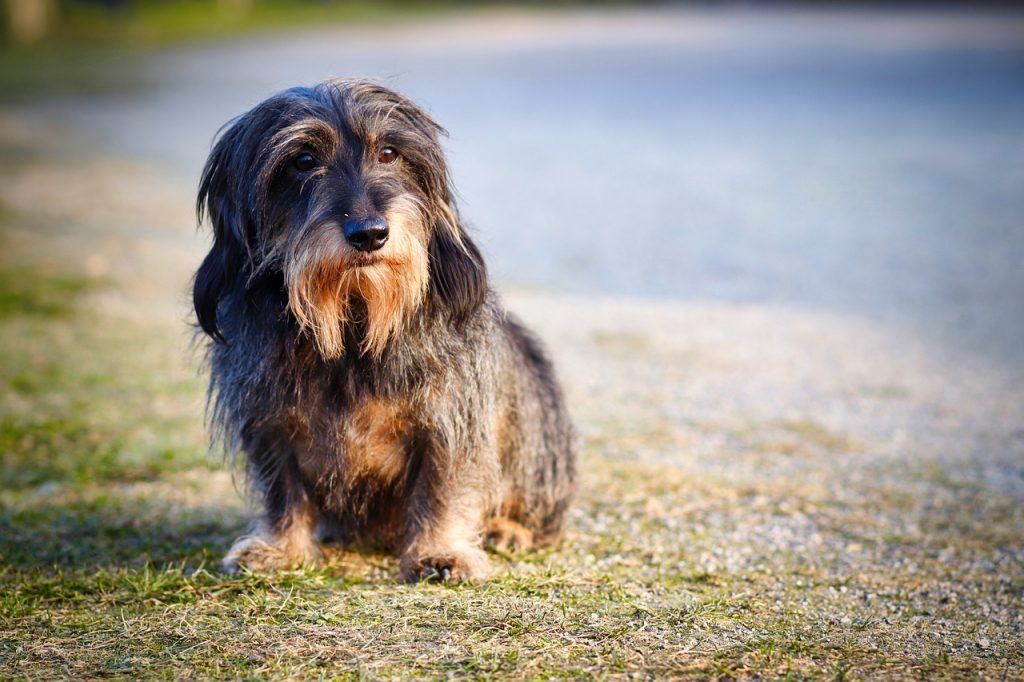 Wirehaired Dachshund sitting on mowed grass next to a road