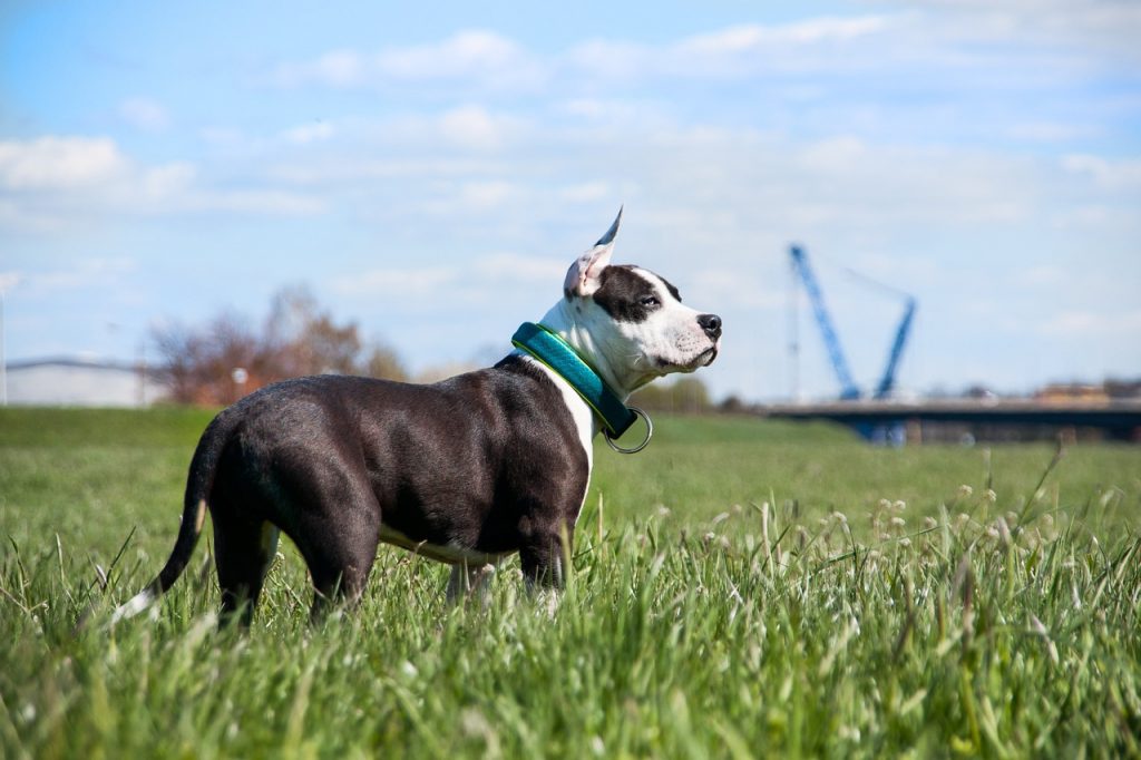 american staffordshire terrier in a field looking at something off camera