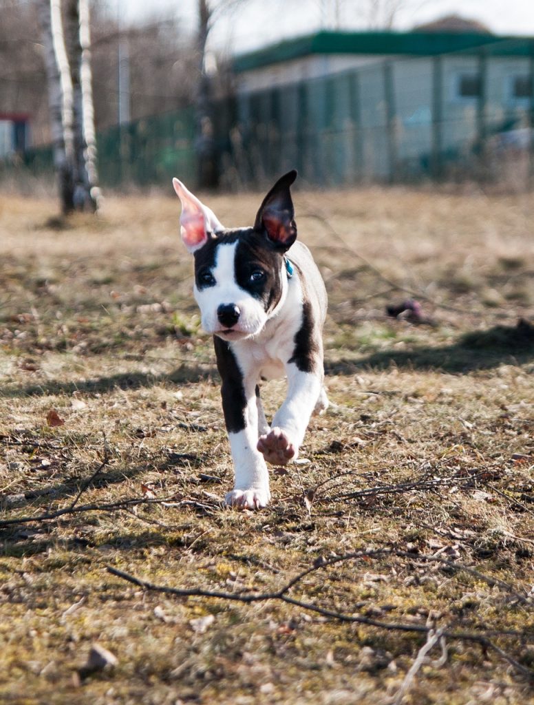 amstaff puppy running toward camera in a mowed field