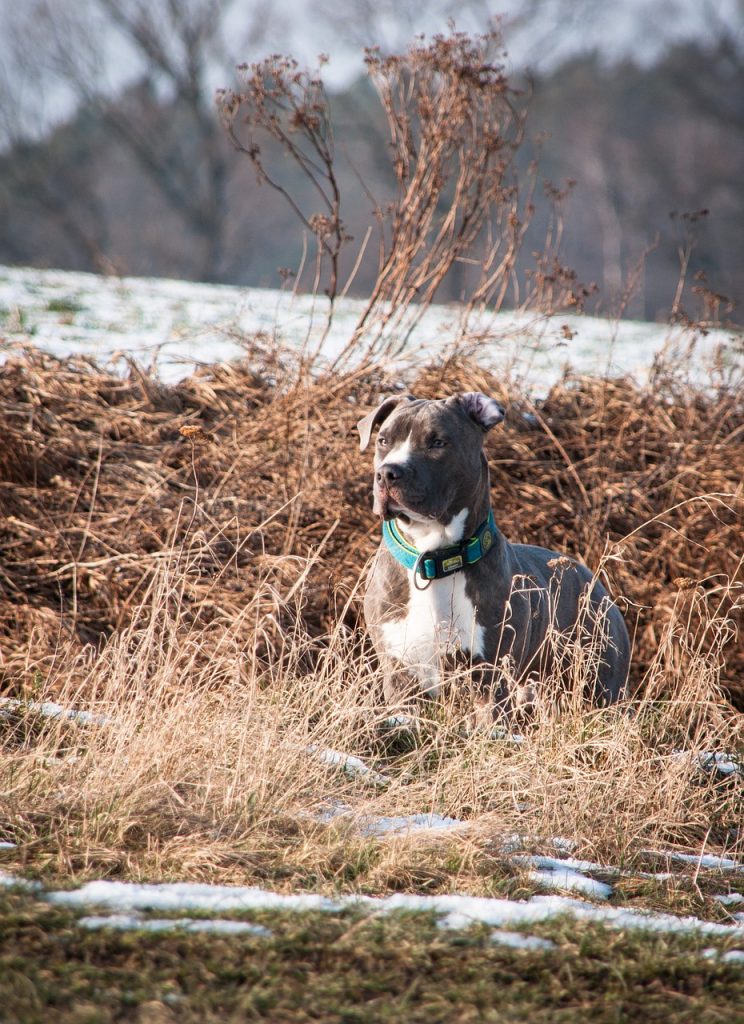 american staffordshire terrier in some brush on point