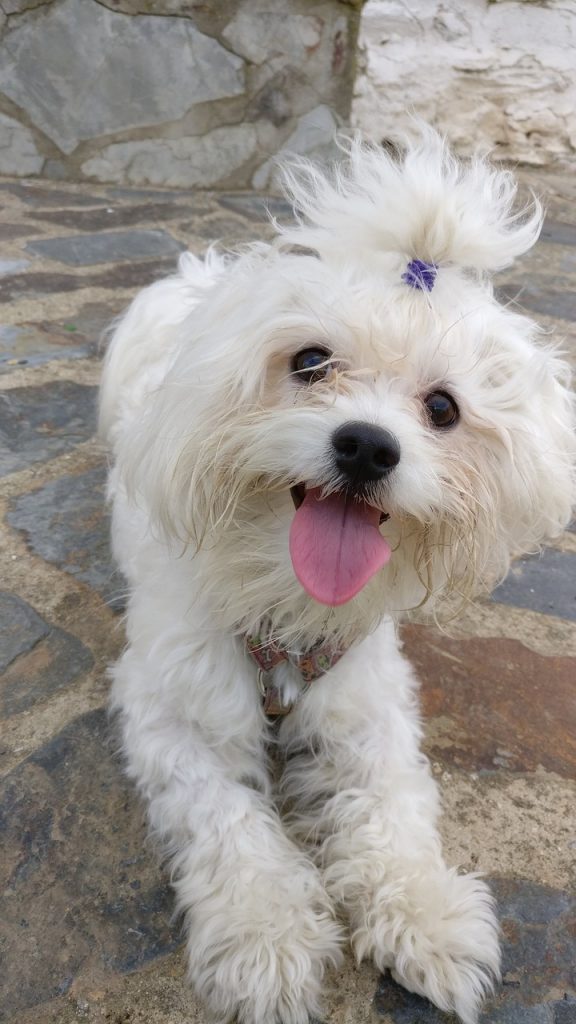 Maltese dog smiling close up