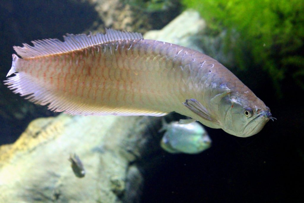 Arowana fish side profile