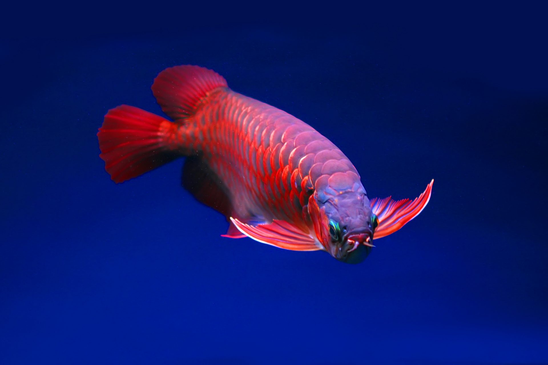 Red Asian Arowana fish