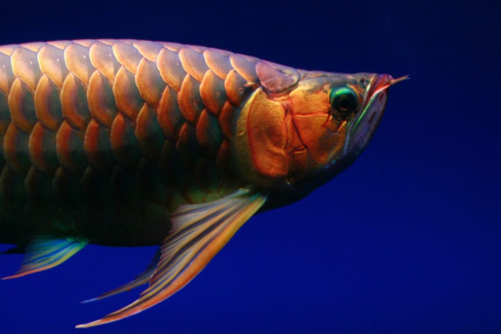 Gold Arowana Fish