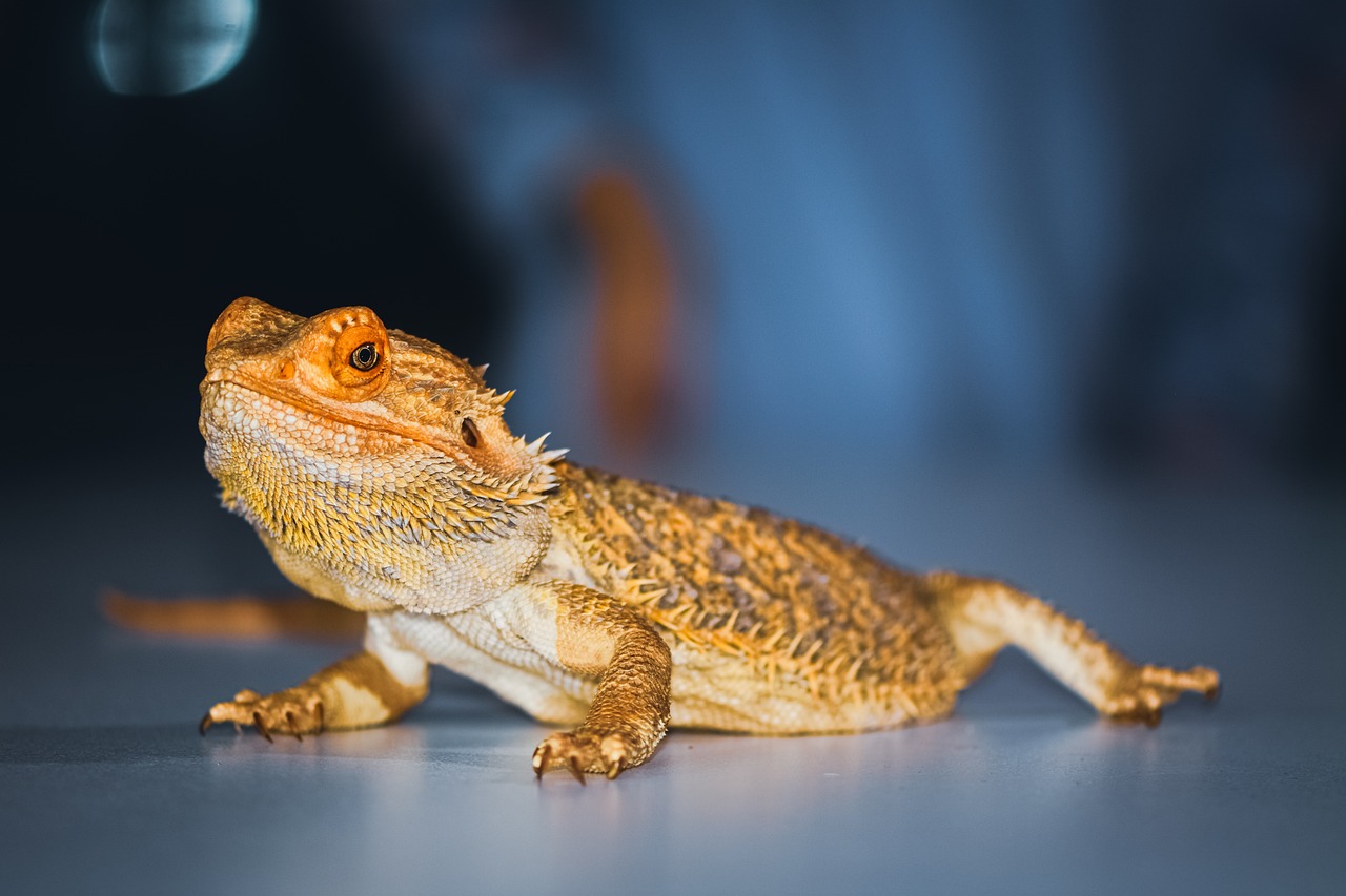 bearded dragon full body shot