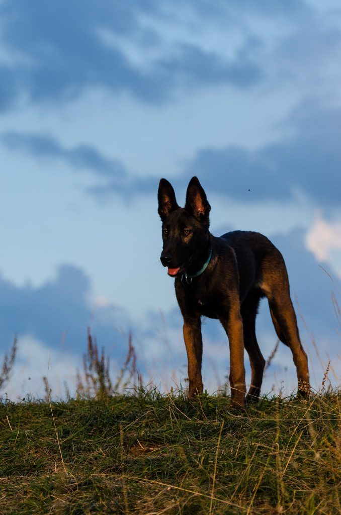 Belgian Malinois low angle picture against a darker sky