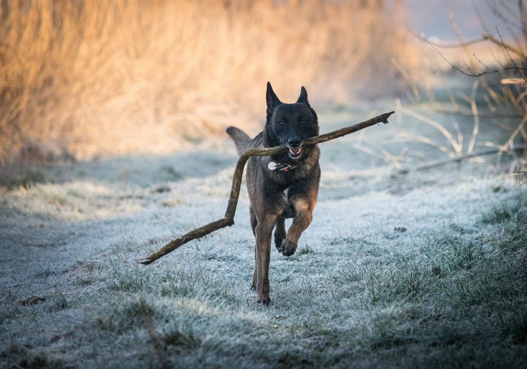 Belgian Malinois running with a long stick in his mouth