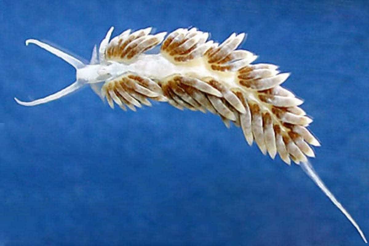 Berghia Nudibranch with brown coloration from eating Aiptasia recently