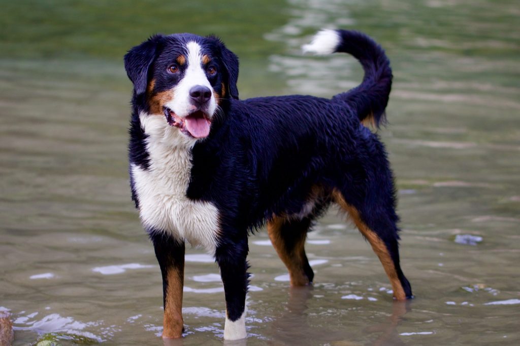 Bernese mountain dog soaking wet standing in a pond looking happy
