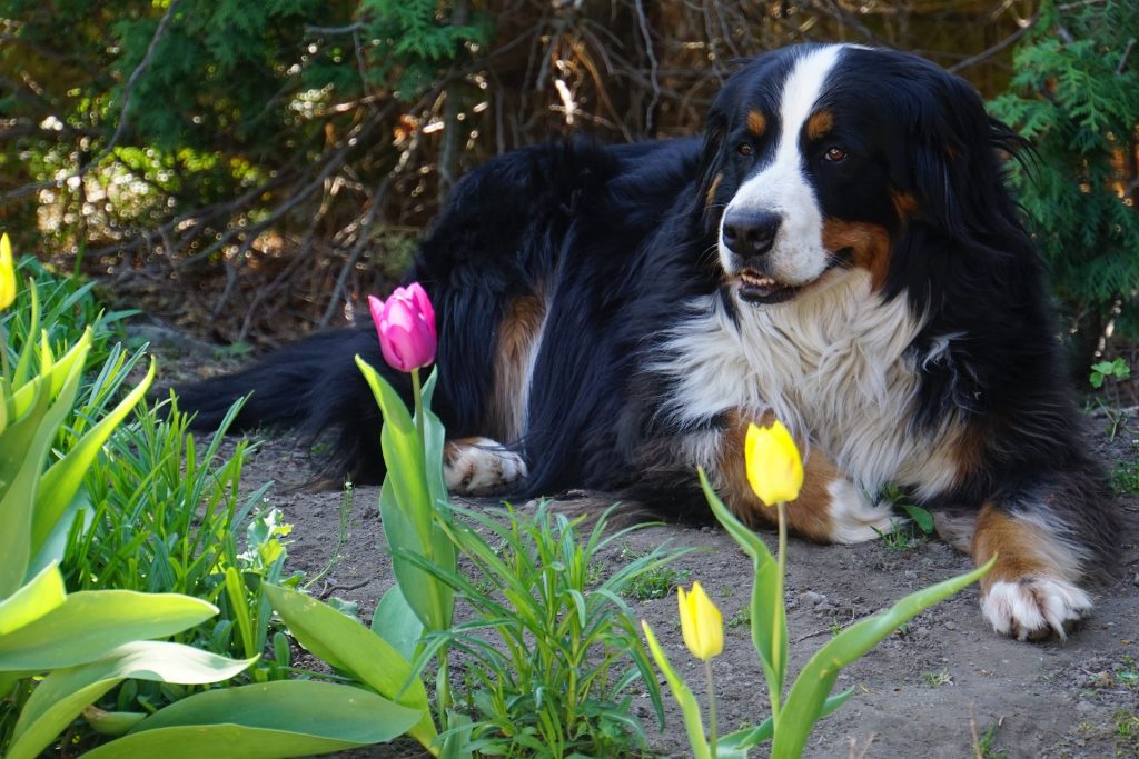 Bernese mountain dog laying on a path behind flowers