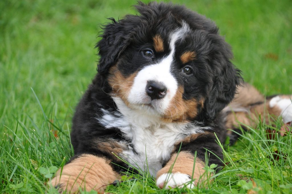 bernese mountain dog puppy looking at the camera inquisitively with it's head tilted to the side