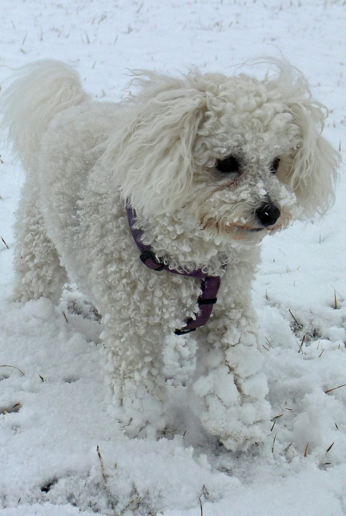 bichon frise in the snow