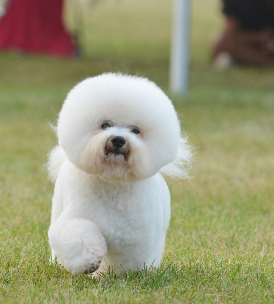 Bichon frise with a styled haircut