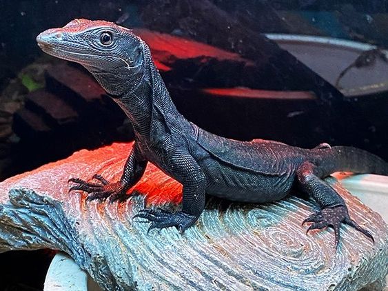 Black Dragon Lizard in its enclosure