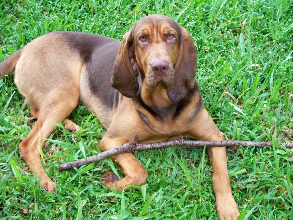 Bloodhound laying in the grass with a stick