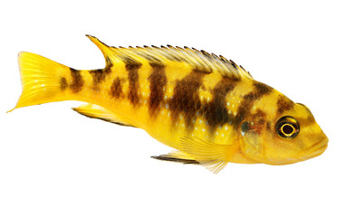 Bumblebee cichlid