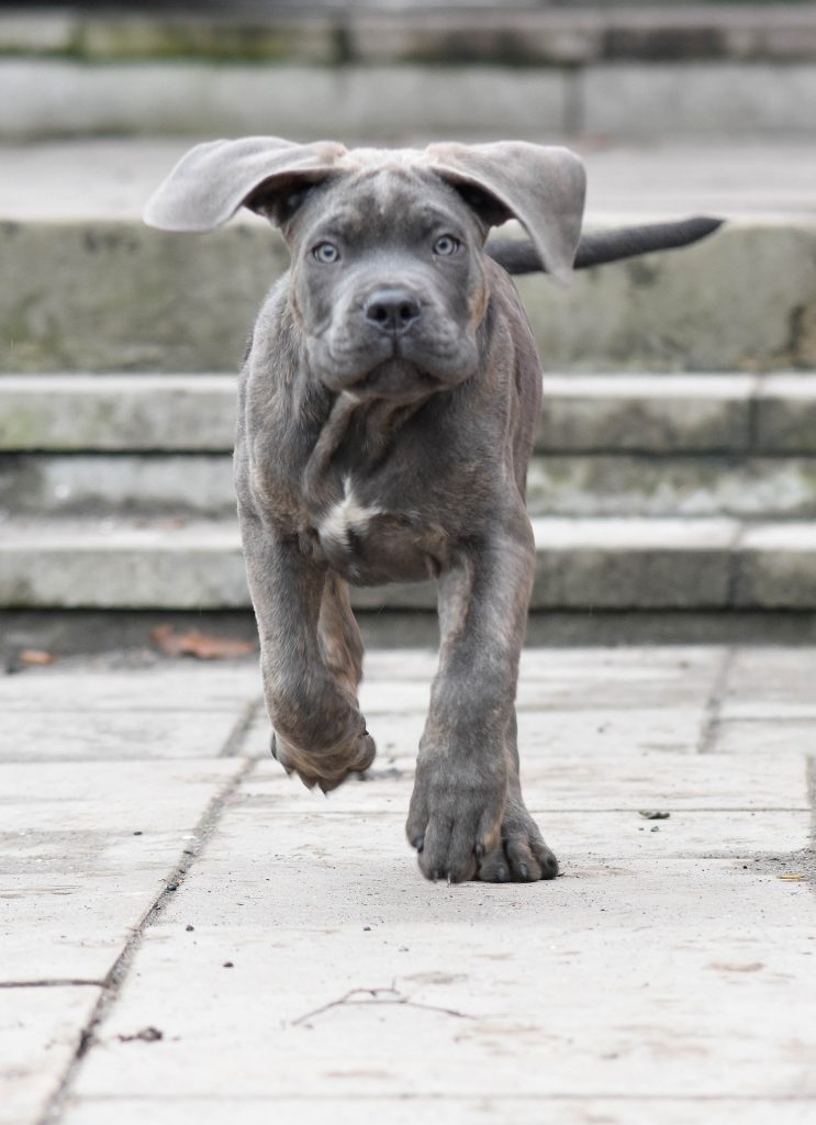 Cane Corso puppy running toward the camera, ears and jowls flapping