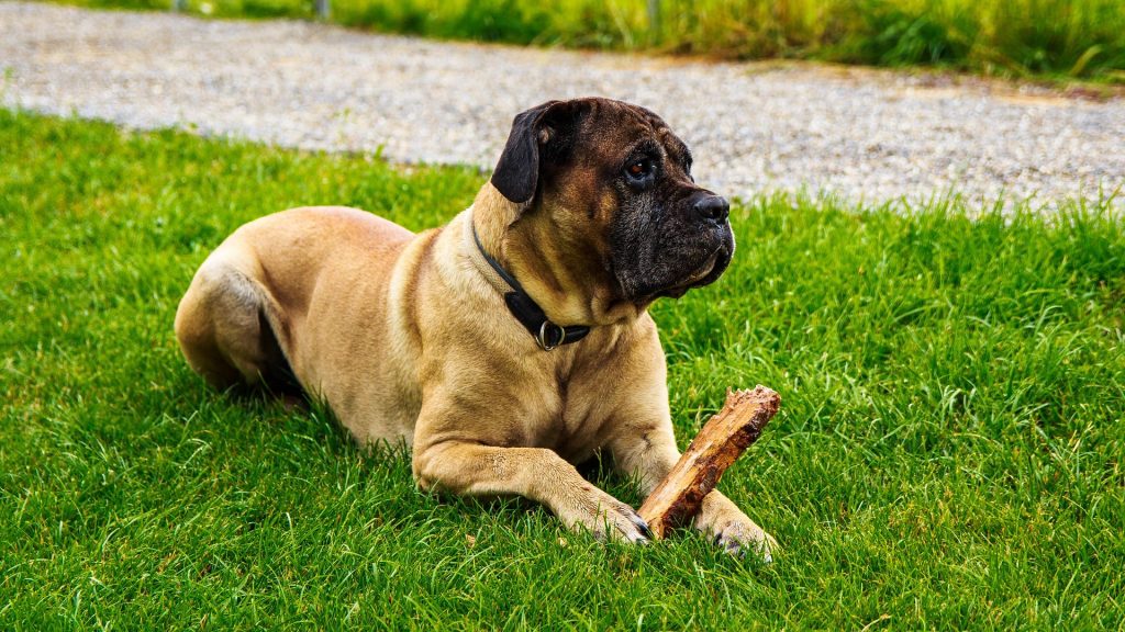 Tan Cane Corso laying in a yard with a chew toy