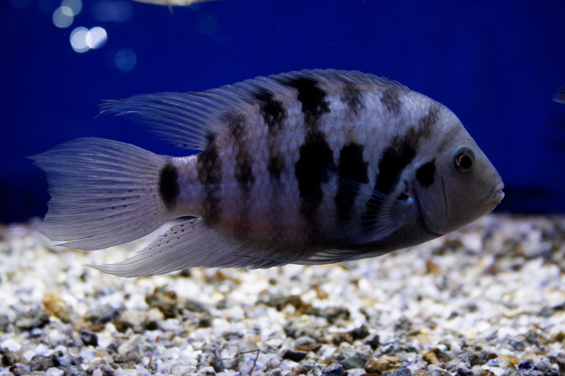Side profile image of a male convict cichlid