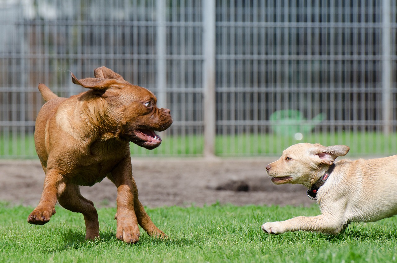 dogs playing at a boarding facility