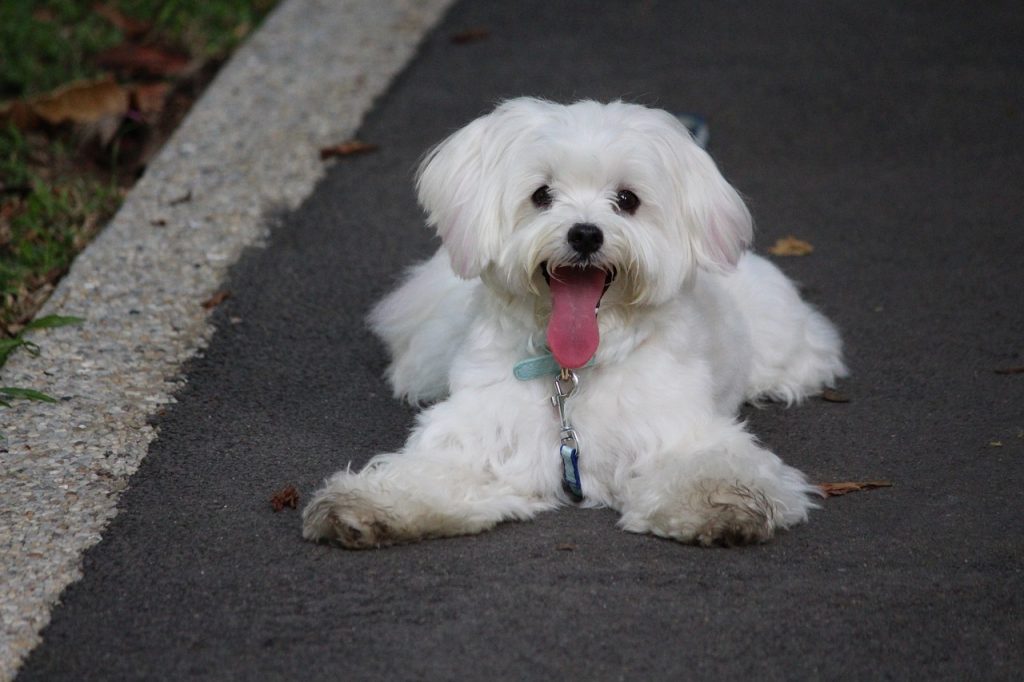 Maltese dog looking super happy laying sprawled out on a sidewalk