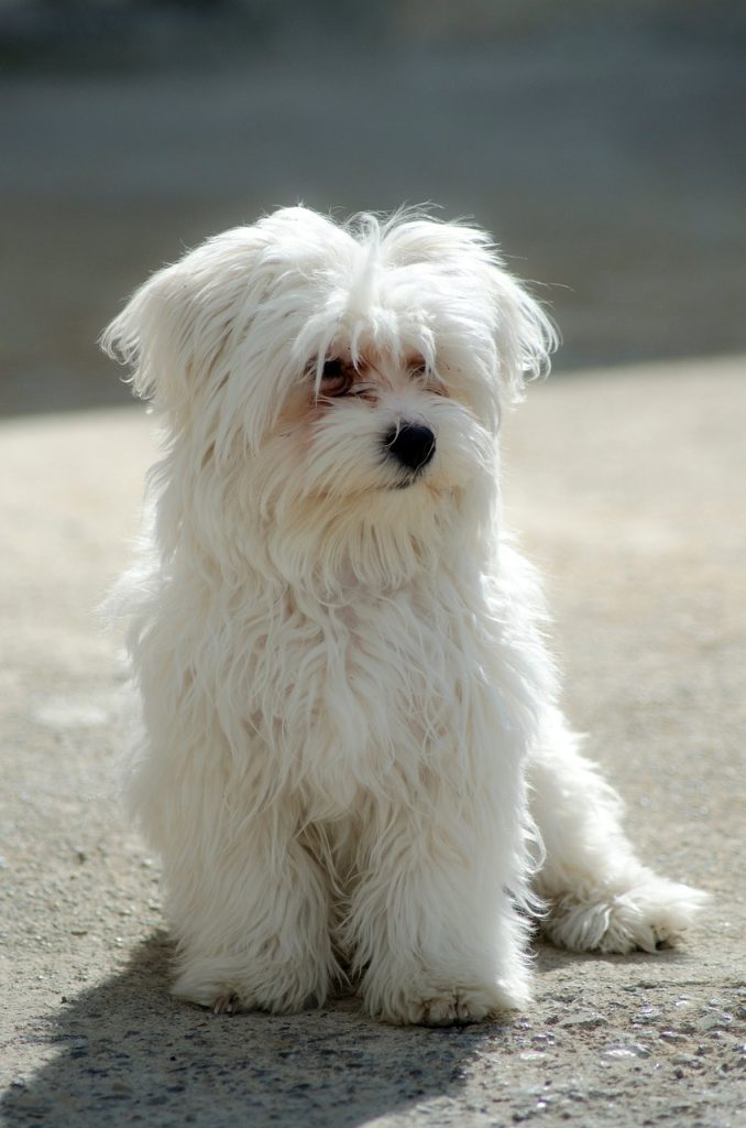 Maltese-dog sitting