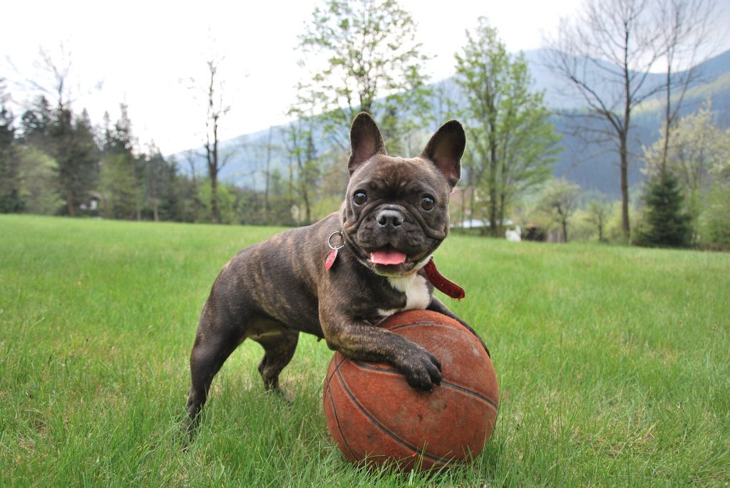 French Bulldog attempting to roll a basketball