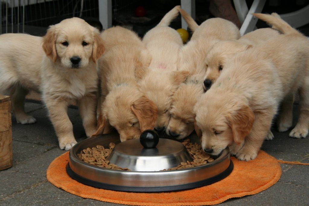 golden retriever puppies crowding around a food bowl