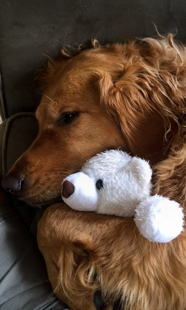 golden retriever sleeping with his teddy bear