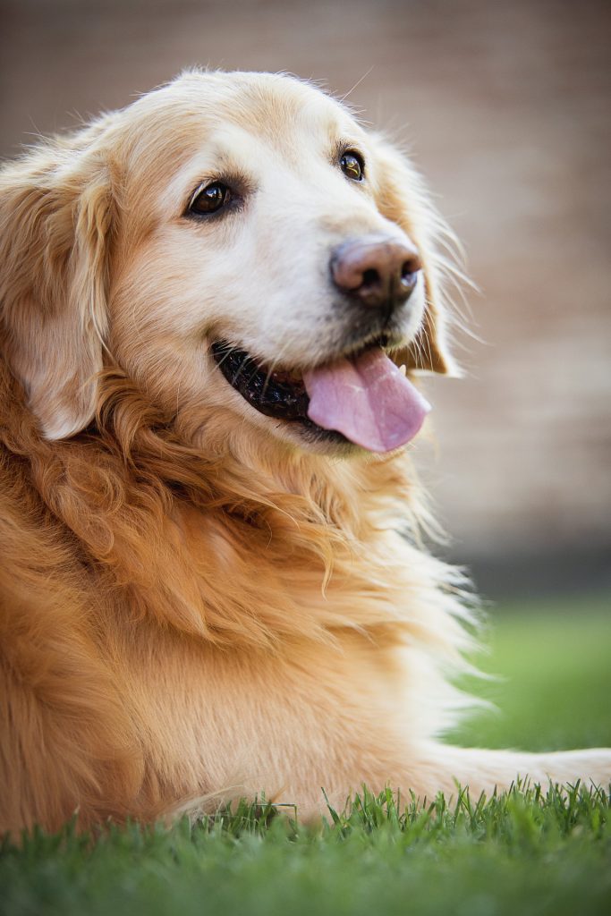 Happy golden retriever laying down tongue out