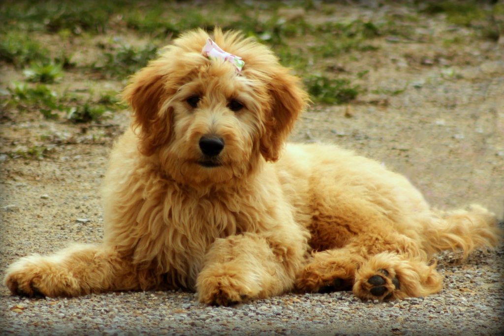 Goldendoodle laying on a path with a bow in its hair