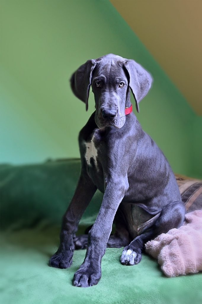 Great Dane puppy sitting on the couch, big floppy ears and legs that he hasn't grown into yet
