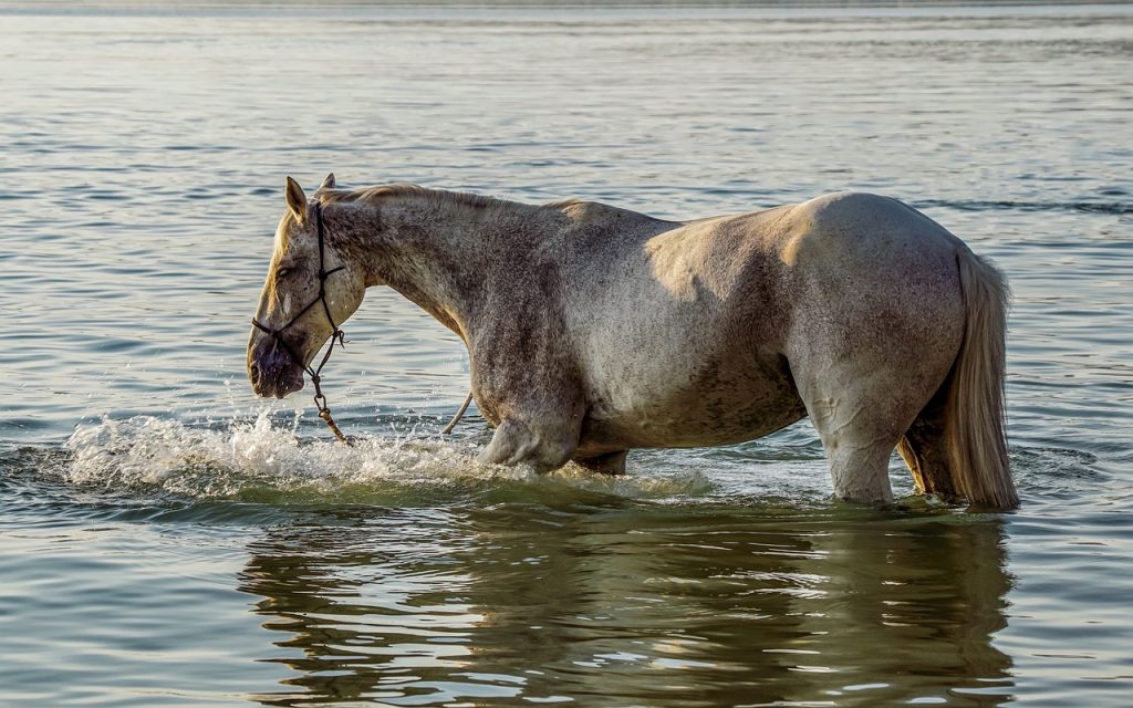horse wading into deeper water