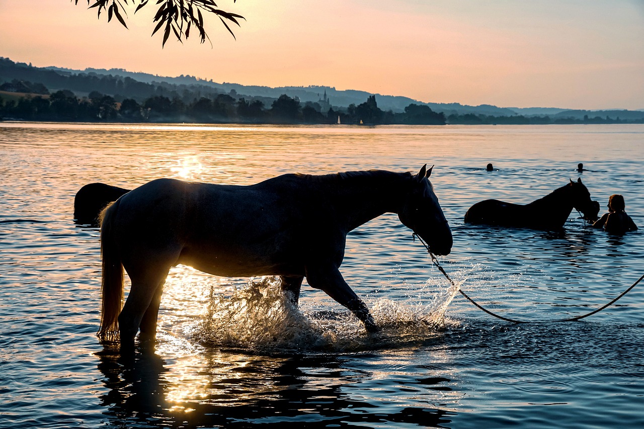 can horses swim featured image